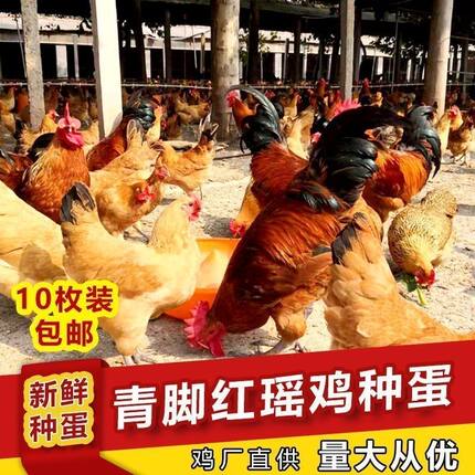 纯种红瑶鸡种蛋可孵化小鸡受精蛋散养土鸡受精蛋高产10枚起发