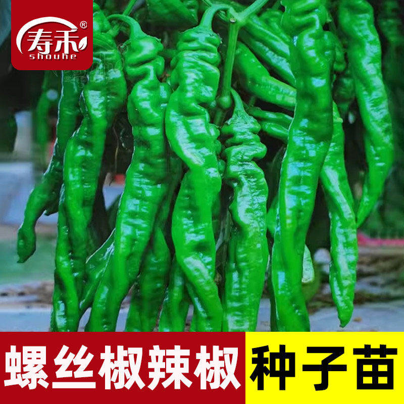 果形螺丝皱皮粗长辣味很浓图片