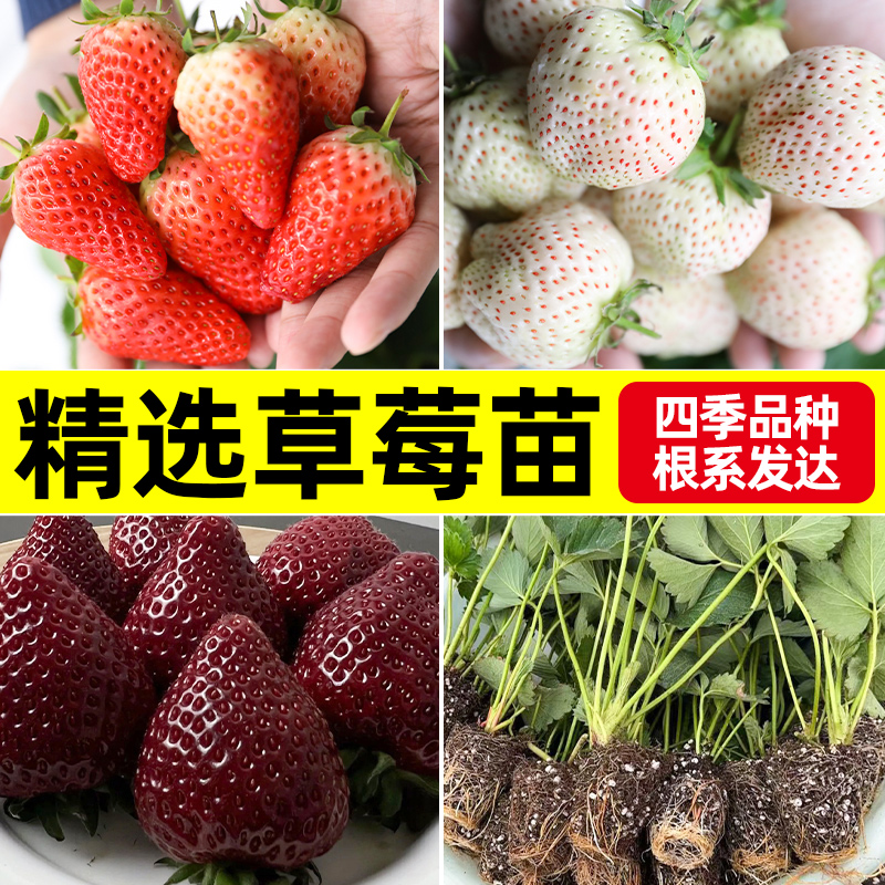 红草莓苗奶油草莓苗四季结果种植苗带土白食用苗种秧种苗随珠