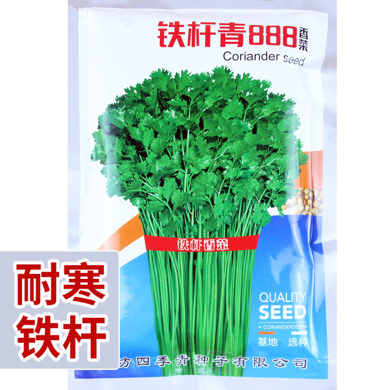 耐寒青铁杆香菜种子四季