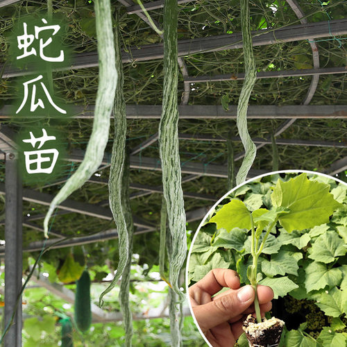 蛇瓜种子苗秧阳台蔬菜四季
