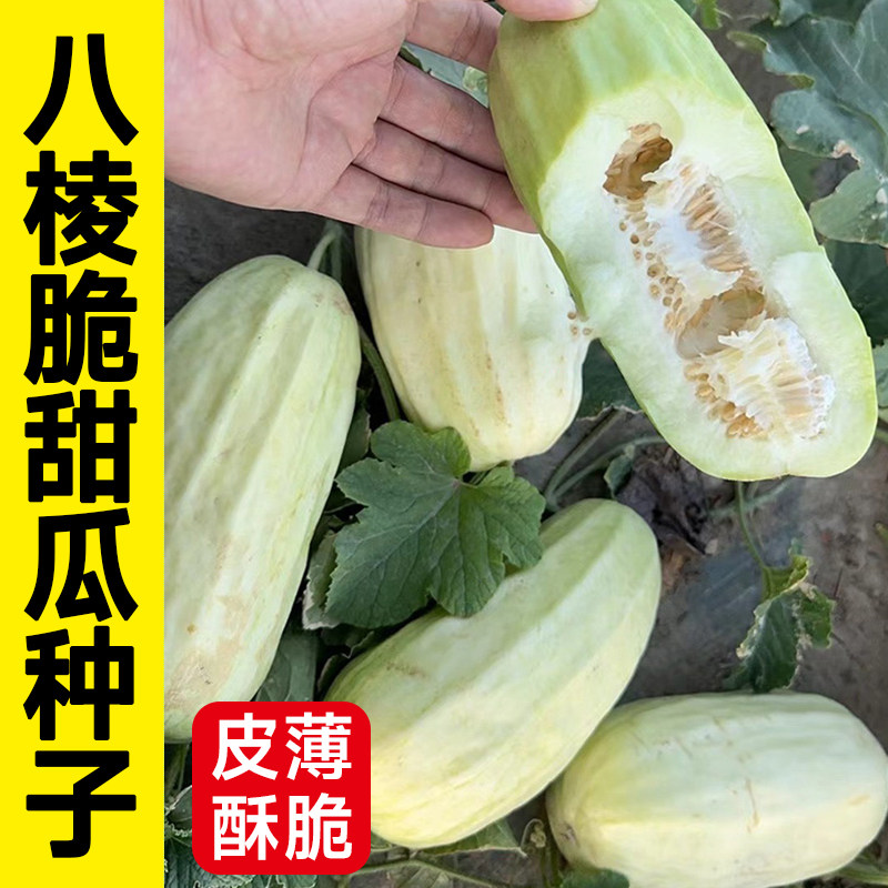 寿禾八棱脆甜瓜种子超甜薄皮瓜种籽四季阳台盆栽庭院水果蔬菜种孑