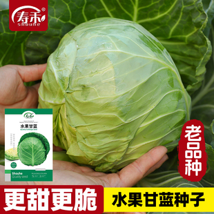 水果甘蓝种子老品种耐热卷心菜包菜绿甘蓝种籽孑圆白菜大头菜秧苗