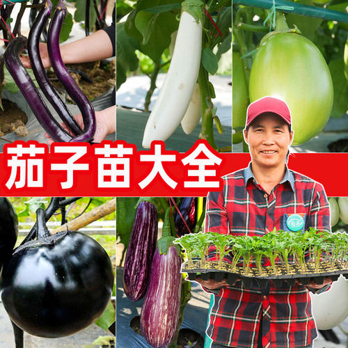 寿光茄子苗大全杭茄四季