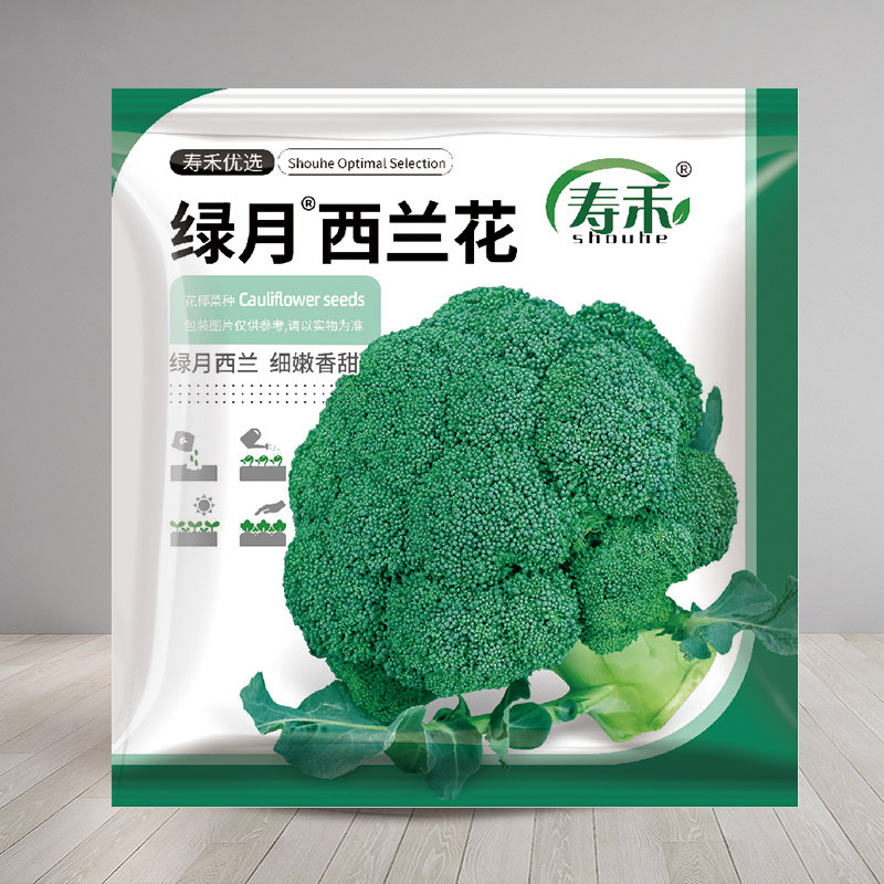 西兰花种籽蔬菜四季有机幼苗图片