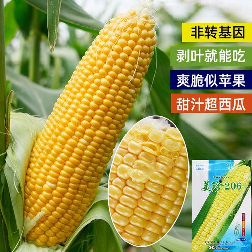 超甜水果玉米种子