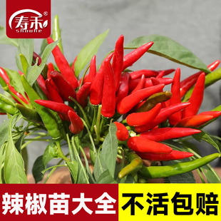 辣椒苗秧大全朝天椒四季 小米椒批發(fā)螺絲椒菜苗壽禾樟樹港盆栽秧苗