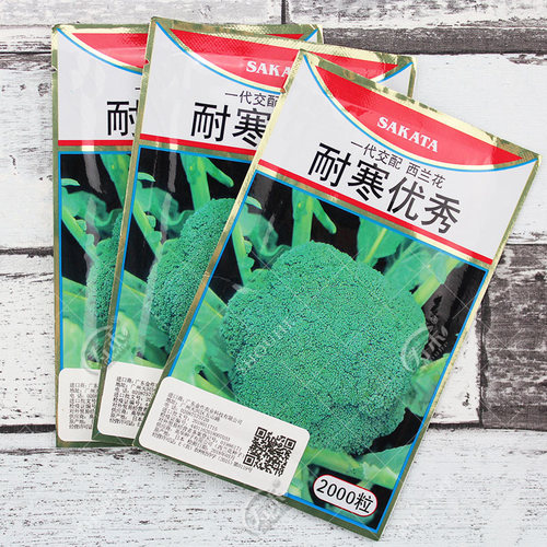 日本耐寒优秀四季西兰花种子