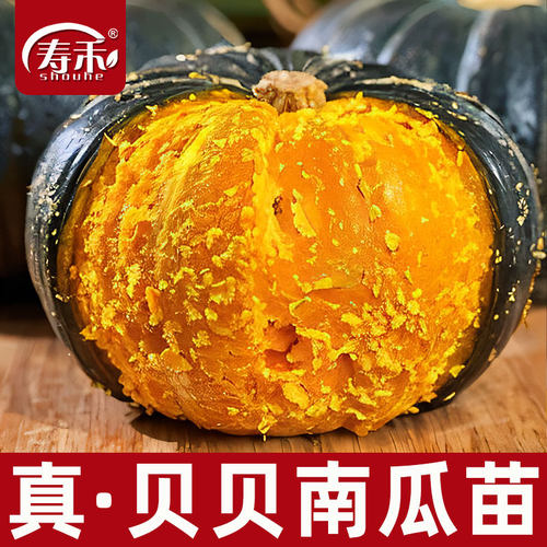 正宗绿贝贝高产小南瓜种子板栗味秧种籽苗孑菜苗惠和一号秧苗带土