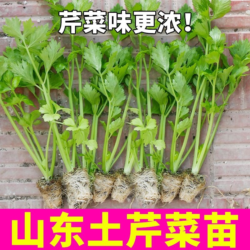 四季小香芹菜苗种子芹菜苗秧蔬菜种籽种白孑各种秧苗根苗菜苗批发