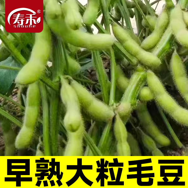 早熟毛豆种籽黄豆早毛豆高产菜毛豆特大青大豆四季夏季种子孑大全,鲜花速递/花卉仿真/绿植园艺,家庭园艺种子,淘宝优惠券,粉丝福利购,淘宝优惠卷