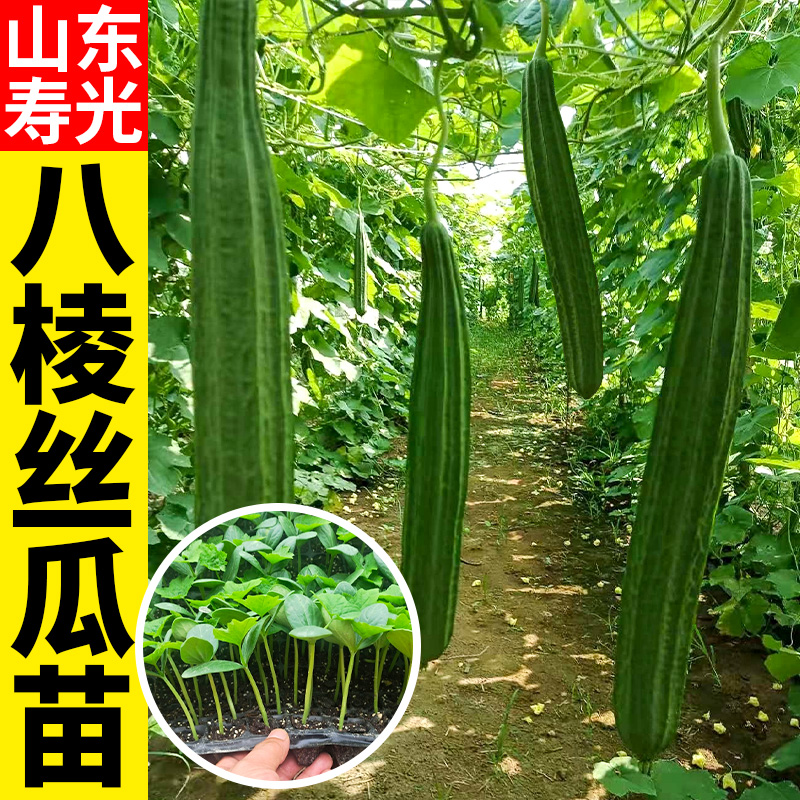 棱丝瓜苗种子丝瓜苗秧特大号北方秧苗四季蔬菜幼苗瓜类种籽南方种