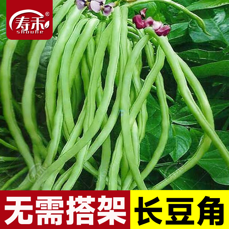 长豆角种子苗四季蔬菜