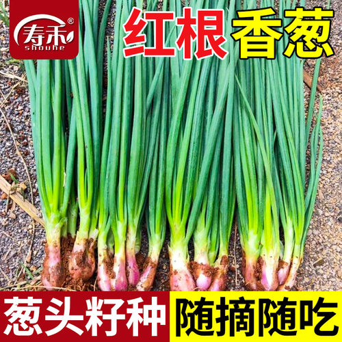 红根小香葱种子四季盆栽蔬菜