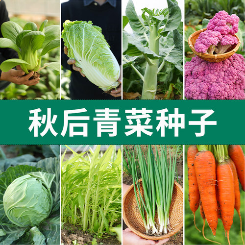 秋后种子寿禾秋季种植高产