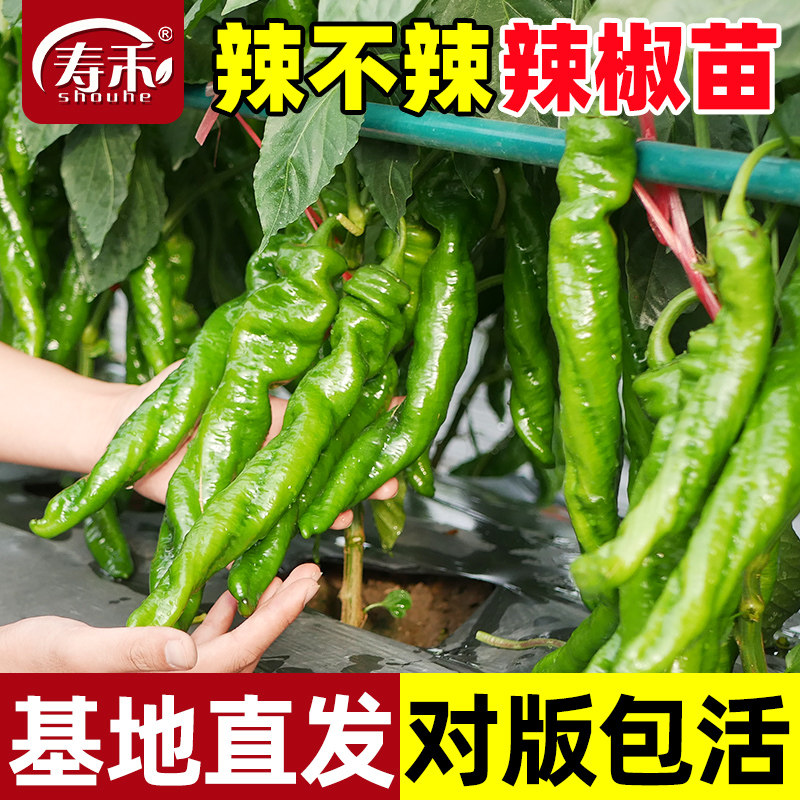 现挖蔬菜苗辣椒苗番茄西瓜茄子带土幼苗小西红柿丝瓜苦瓜秧苗四季