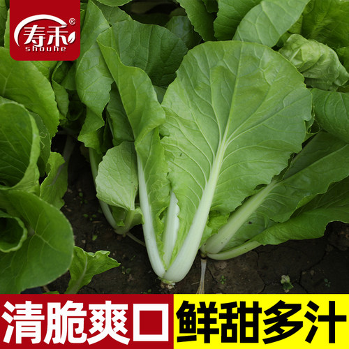 奶油快菜小白菜种子种籽
