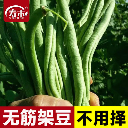 无筋蔬菜农家蔬菜四季豆