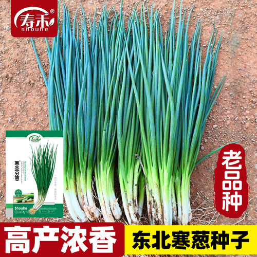寒圣分葱种子苗小香葱种籽