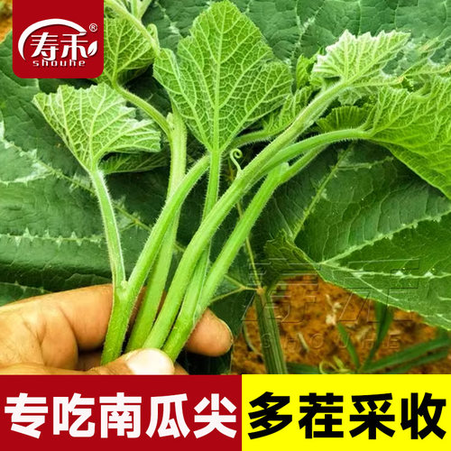 南瓜尖种籽专吃茎叶苗四季
