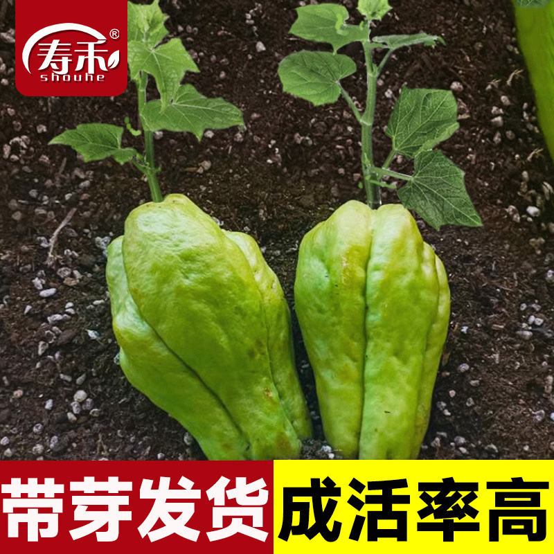 四季佛手瓜苗带芽种子