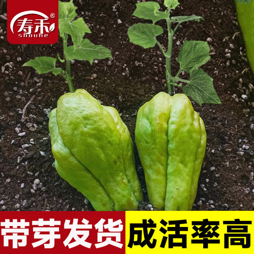 四季佛手瓜苗带芽种子