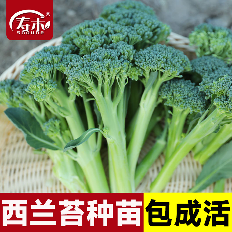 西兰苔苗白菜苔红秧苗秋季秧生菜南方适合秋天种的菜苗空心菜甘蓝