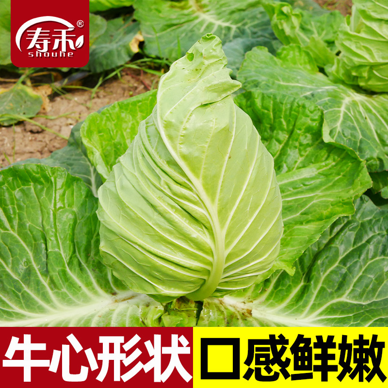 牛心甘蓝种子包菜菜种籽包心菜籽图片