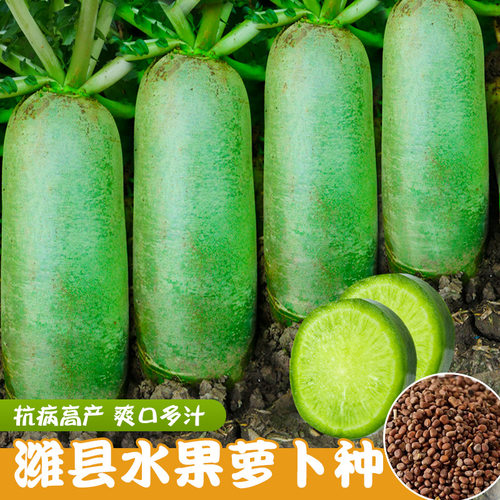 潍县潍县青萝卜蔬菜种子寿禾