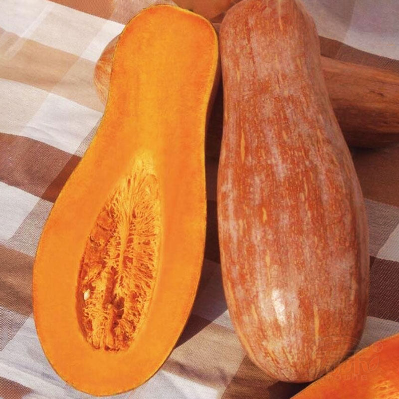 蜜本南瓜种子种籽孑子苗秧高产香甜板栗四季春天盆栽蔬菜秧苗大