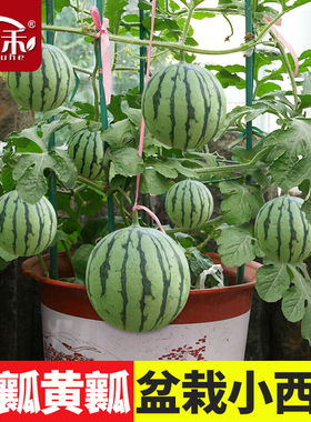 盆栽小西瓜种子早熟西瓜种籽苗秧孑种植南方四季秧苗8424嫁接麒麟