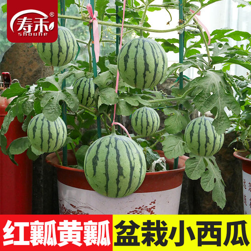 盆栽小西瓜种子早熟黄壤四季