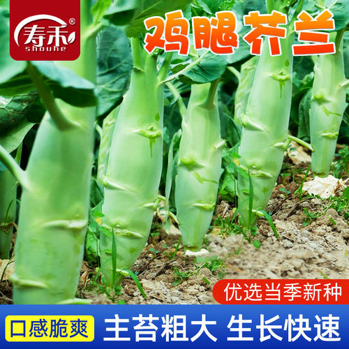 四季大笋芥兰种子蔬菜