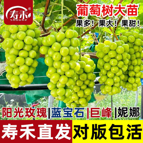 阳光玫瑰葡萄树苗巨峰蓝宝石夏黑树果树南方树北方种植玫瑰香苗