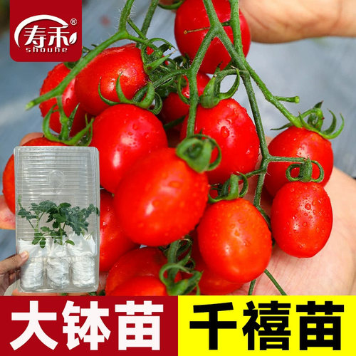 千禧圣女果大钵苗小番茄菜苗四季幼苗盆栽阳台蔬菜水果苗秧秧苗