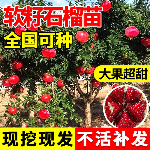 庭院石榴突尼斯种植石榴树