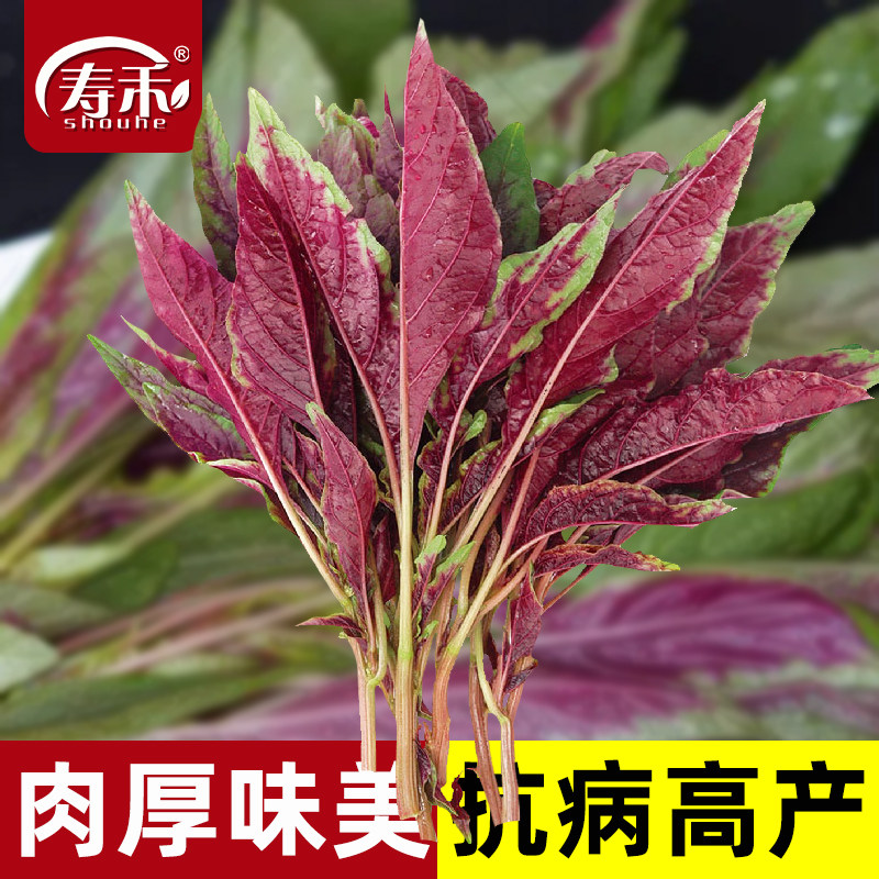 红汉菜柳叶苋菜种子种籽孑四季籽种蔬菜菜籽广东菜种老品种夏季