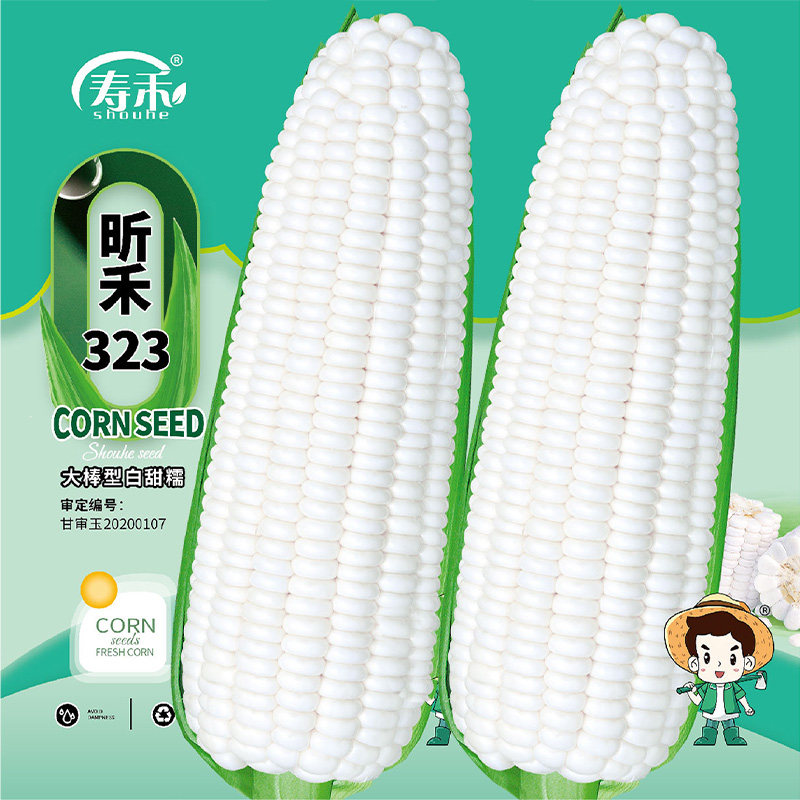 白香甜糯黏玉米种子寿禾春季图片