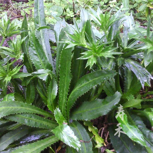 云南四季蔬菜芫荽四季