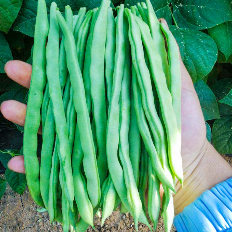 无架豆苗豆角种子种籽孑苗秧八月菜苗豇豆蔬菜地豆不搭架扁豆大全