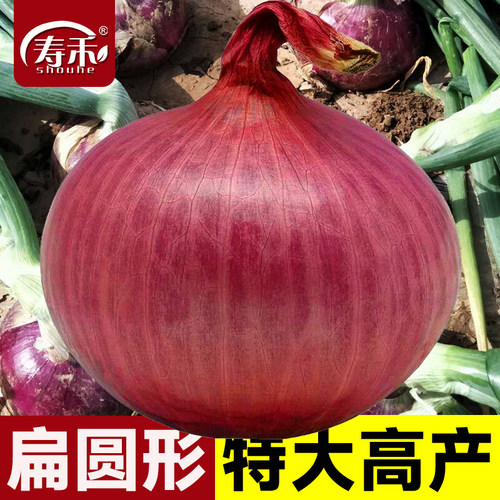 中领8512紫皮洋葱种子圆葱扁圆