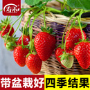 冬季 种子白苗带土食用秧红颜批发子盆种苗 盆栽奶油大草莓种籽四季