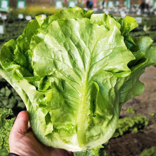 奶油生菜价格 奶油生菜图片 星期三