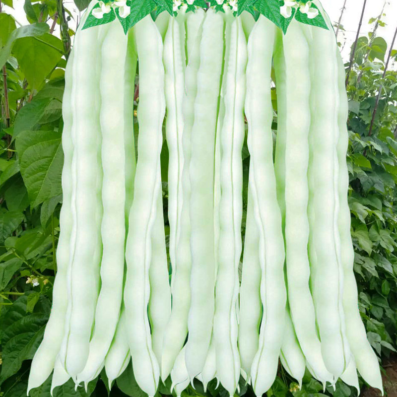 九粒白芸豆种子孑秋摘不败豆角种籽大全白不老四季豆种蔬菜豆角苗