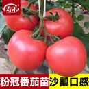 番茄种子种籽孑苗普罗旺斯西红柿四季 蔬菜水果菜苗秧大全菜籽秧苗