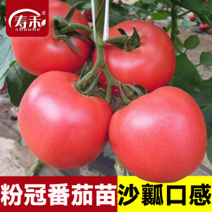 蔬菜水果菜苗秧大全菜籽秧苗 番茄種子種籽孑苗普羅旺斯西紅柿四季