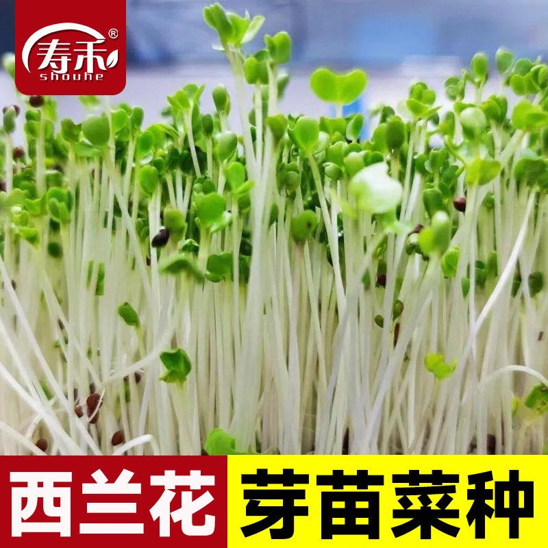 四季芽苗菜种子西兰花菜苗种籽孑四季种植蔬菜芽菜无土水培西蓝花