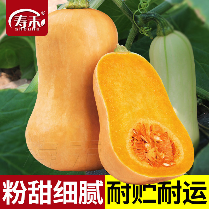 奶油南瓜种子种籽迷你超甜瓜孑小桔瓜籽种春秋季贝贝蔬菜种孑子,鲜花速递/花卉仿真/绿植园艺,家庭园艺种子,淘宝优惠券,粉丝福利购,淘宝优惠卷