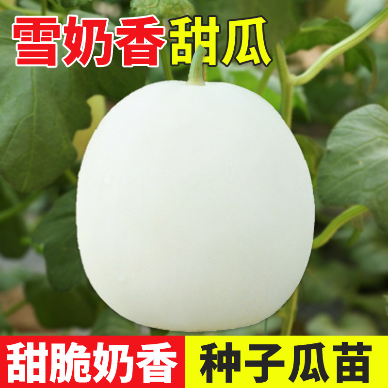 鼎牌甜瓜种子早熟水果香瓜种业图片