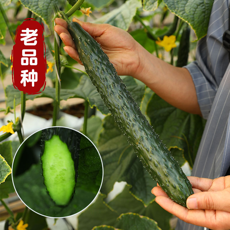 高产老品种高产四季黄瓜种子四季